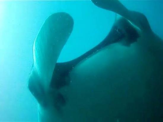 Tamarindo Diving